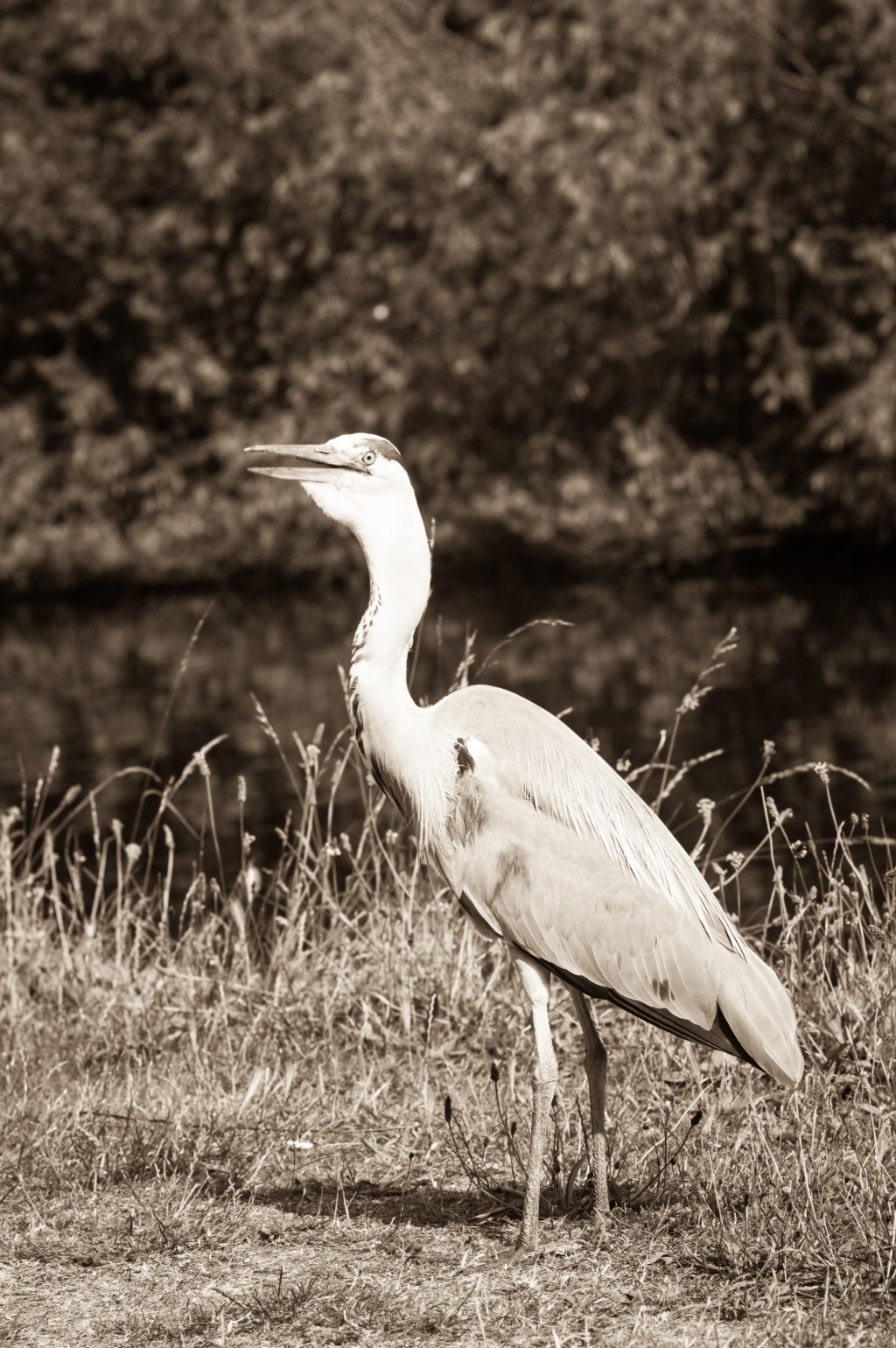 Heron… hair off…