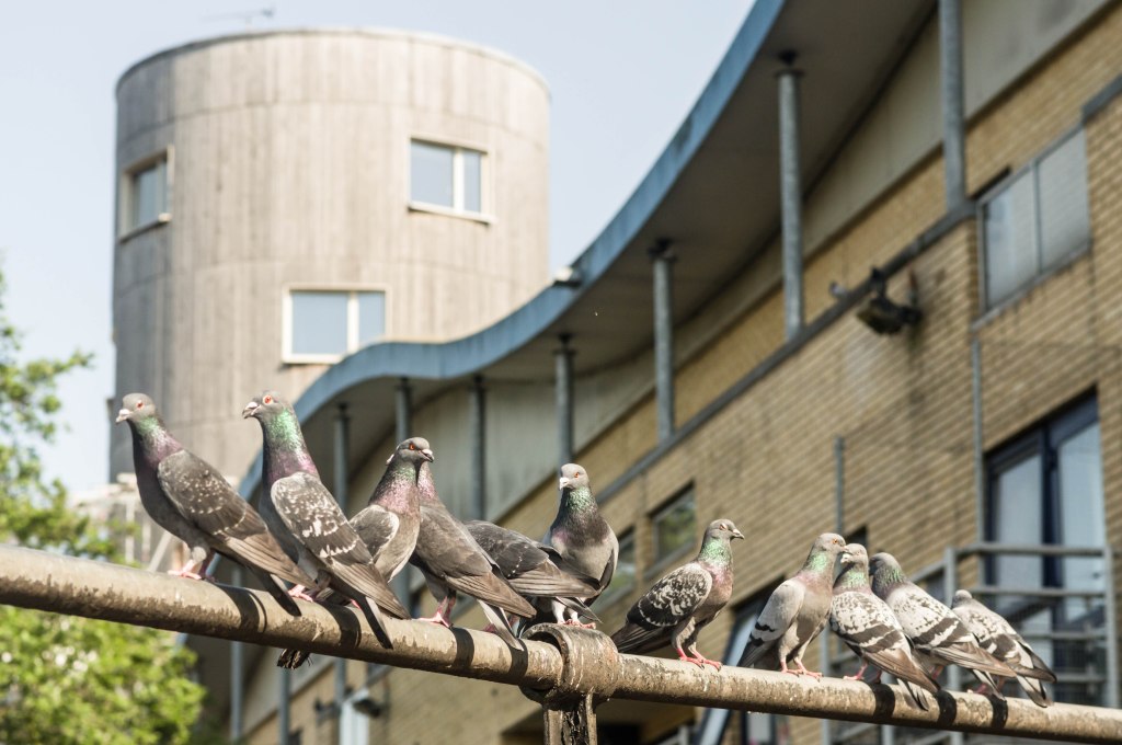 In restless walks she’ll prowl the&nbsp;night